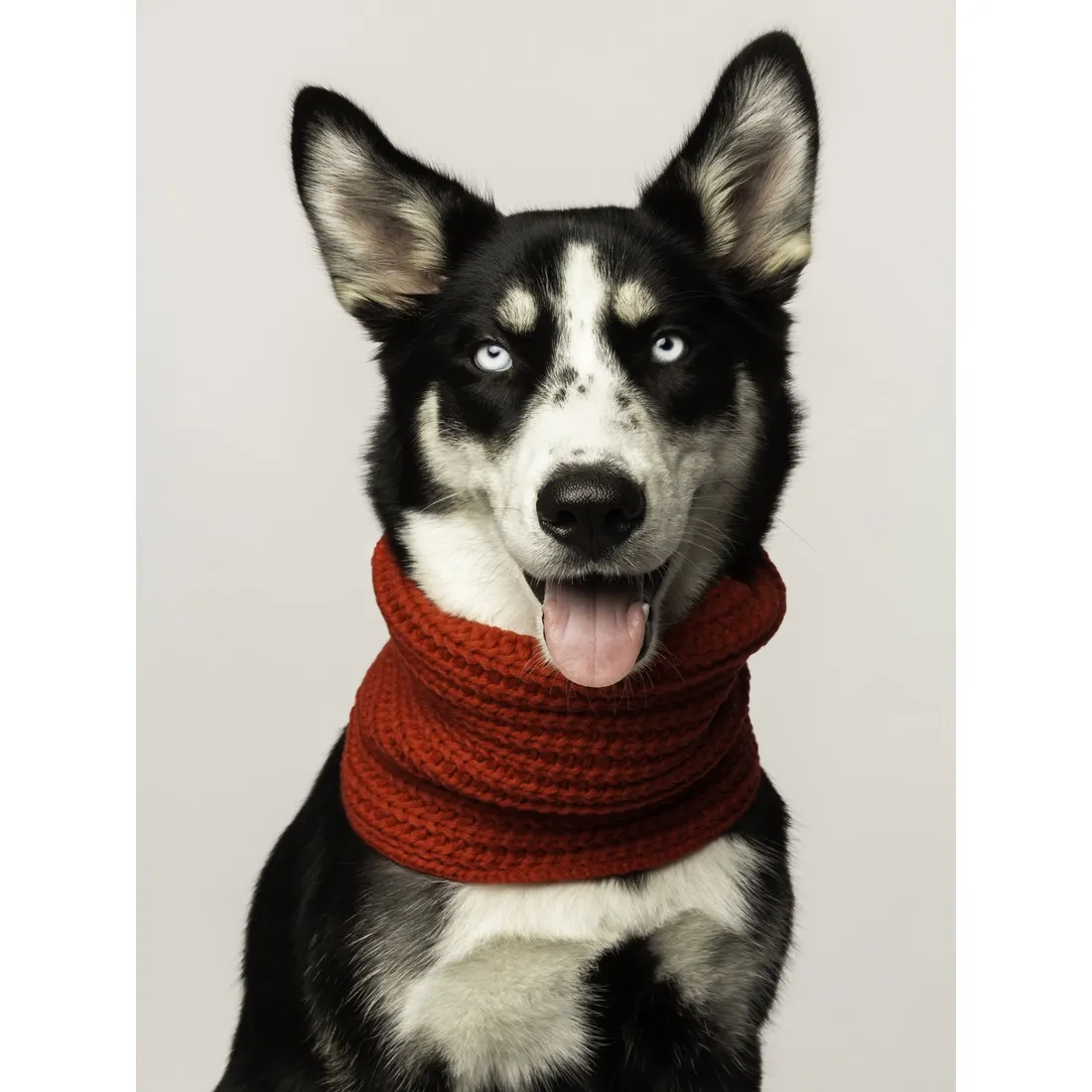 FINAL SALE Red Infinity Scarf for Dogs - XS/S